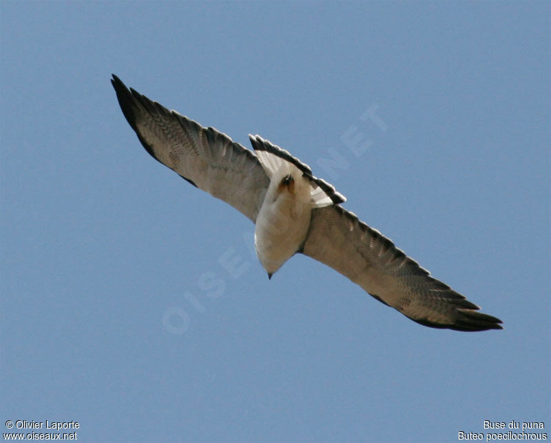 Variable Hawk (poecilochrous)adult
