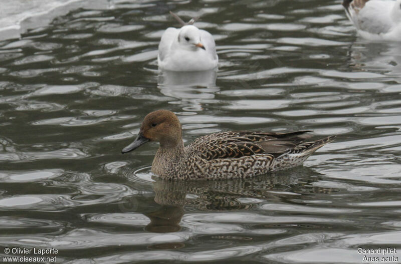 Northern Pintail female