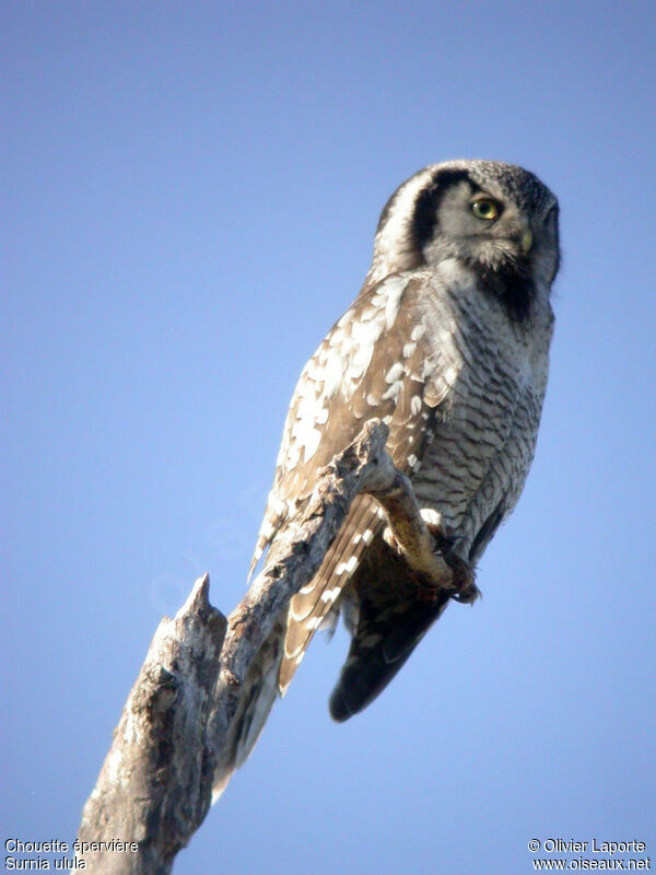 Northern Hawk-Owl male adult breeding, identification