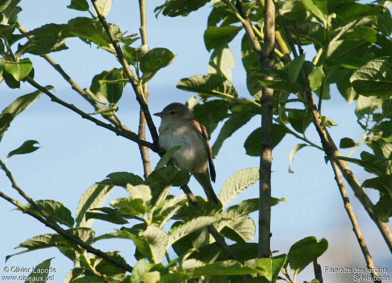 Garden Warbler male adult