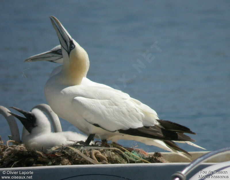 Northern Gannet immature, Reproduction-nesting