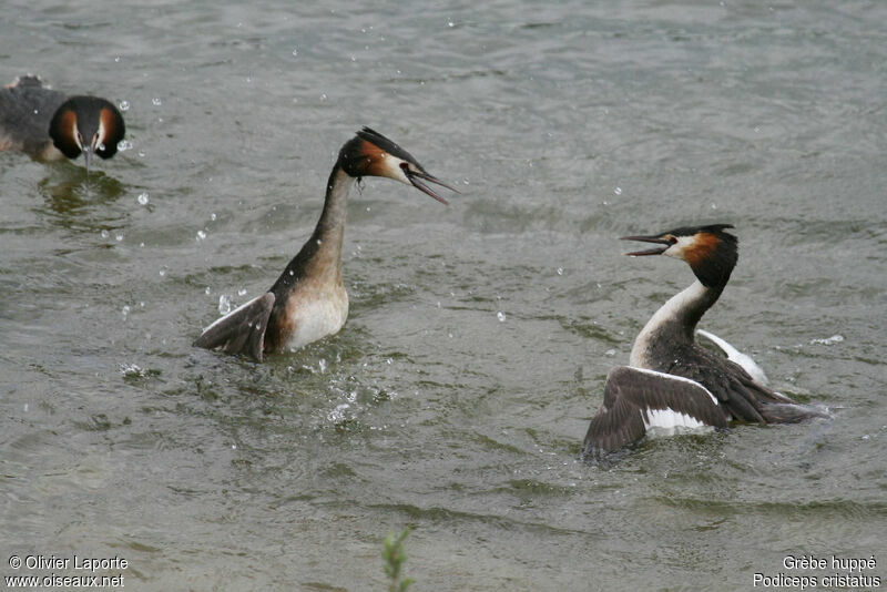 Great Crested Grebe male