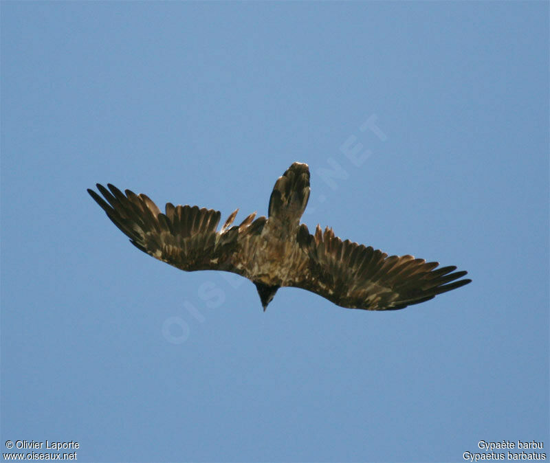 Bearded Vultureimmature
