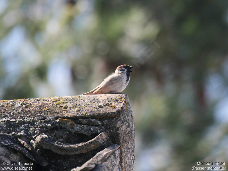 Eurasian Tree Sparrow, identification, song