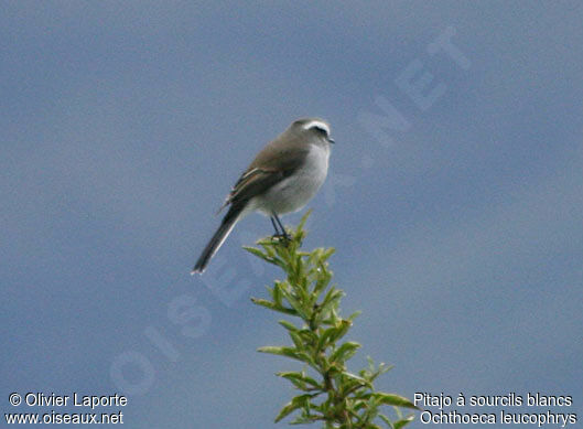 White-browed Chat-Tyrantadult
