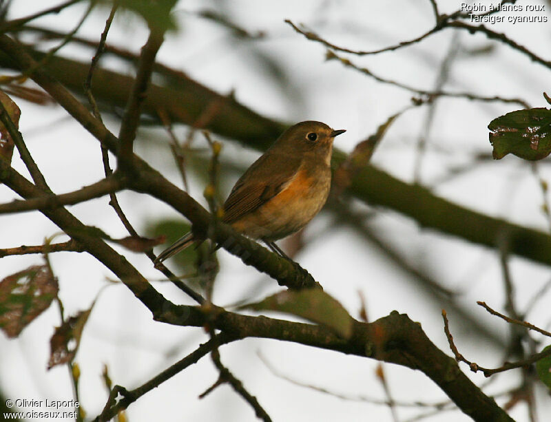 Robin à flancs roux, identification
