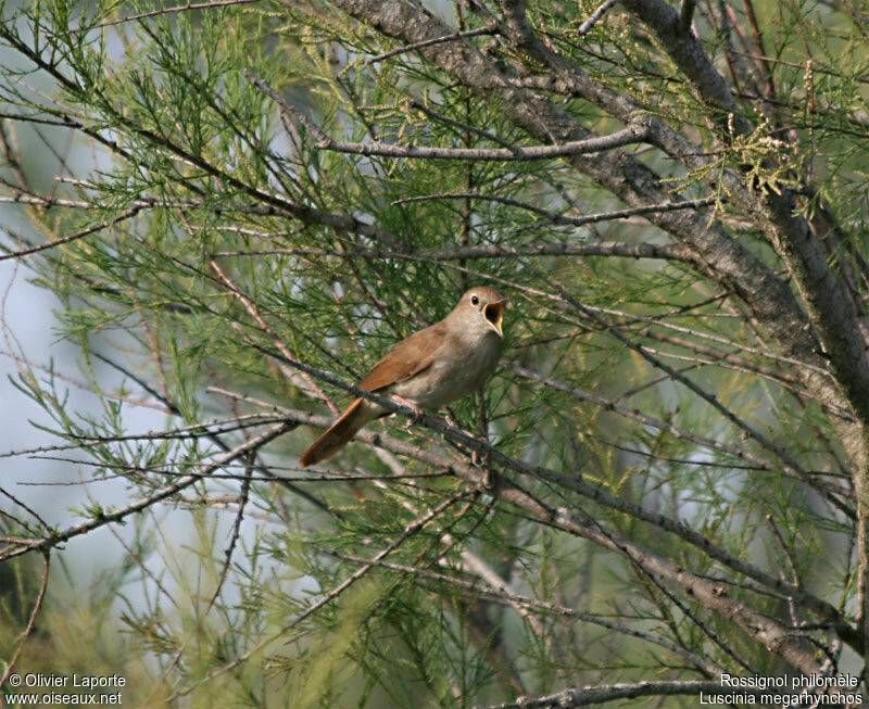 Common Nightingale male adult breeding