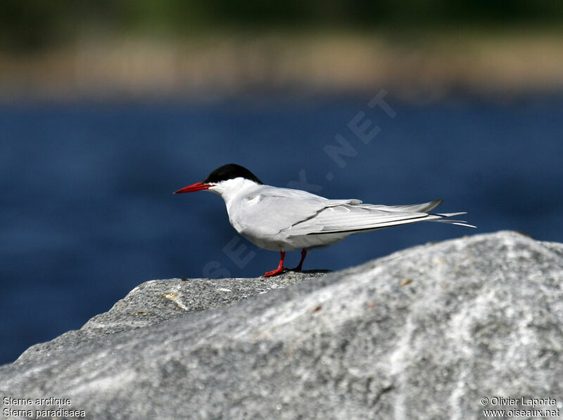 Arctic Tern, identification