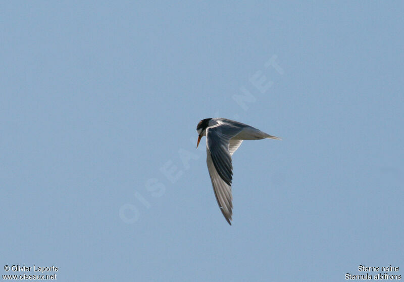 Little Tern, Flight