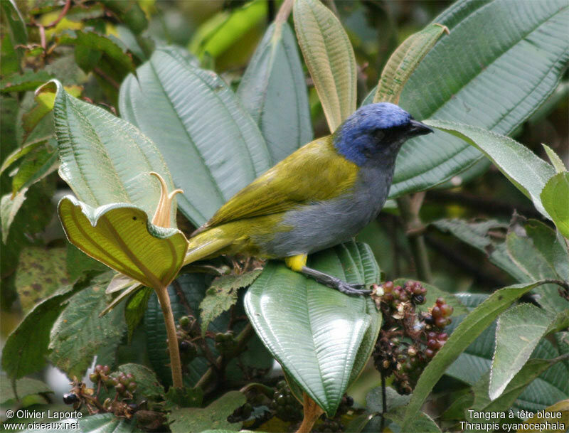 Blue-capped Tanageradult